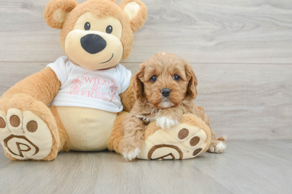 7 week old Cavapoo Puppy For Sale - Premier Pups