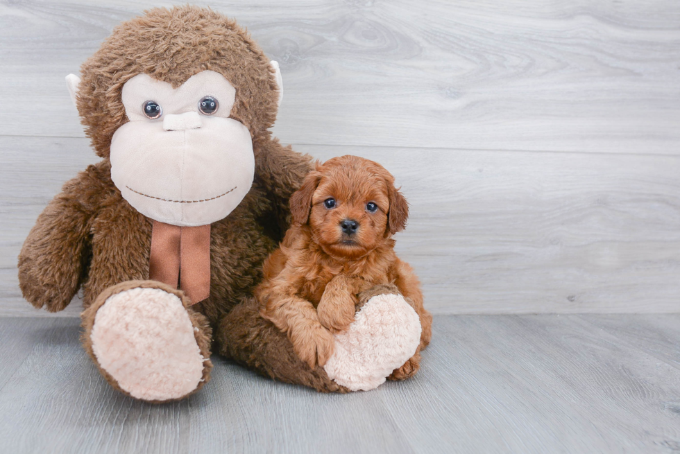 Funny Cavapoo Poodle Mix Pup