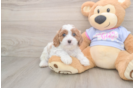 Small Cavapoo Baby
