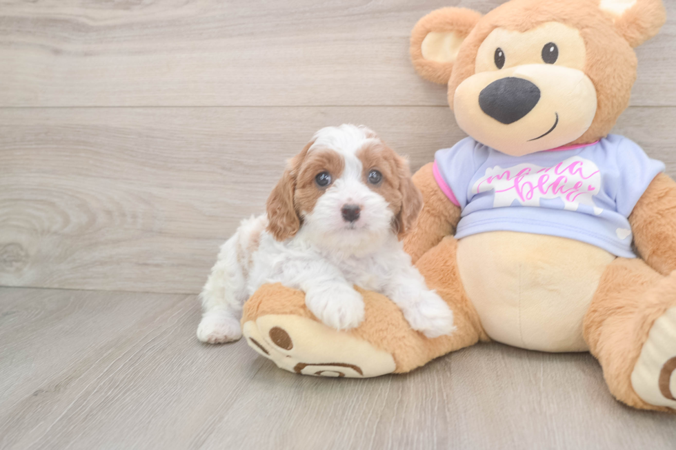 Small Cavapoo Baby