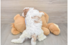 Cavapoo Puppy for Adoption