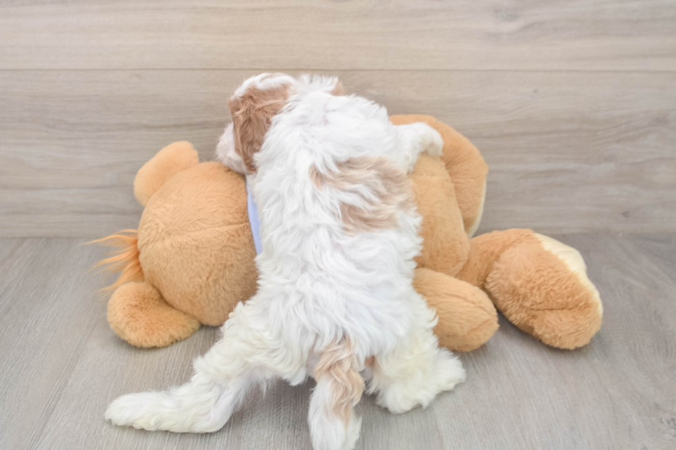 Cavapoo Puppy for Adoption
