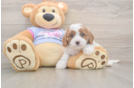 Best Cavapoo Baby