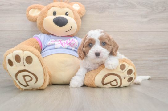Best Cavapoo Baby