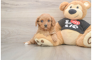 Best Cavapoo Baby