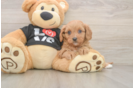 Sweet Cavapoo Baby