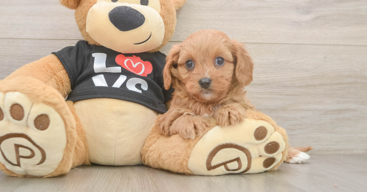 Playful Cavapoo Callista: 4lb 10oz Doodle Puppy