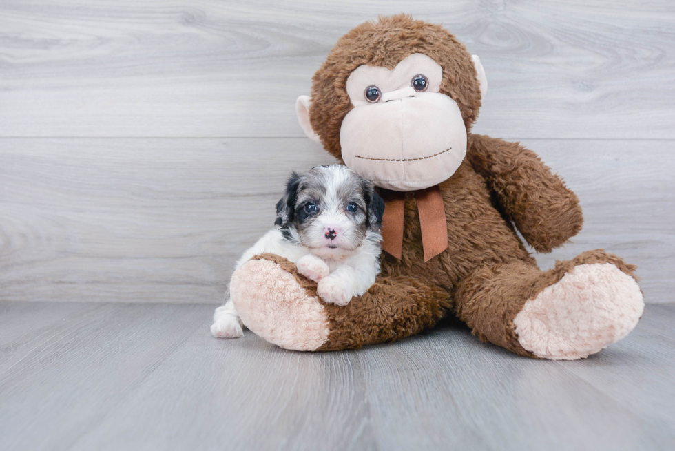 Cavapoo Pup Being Cute