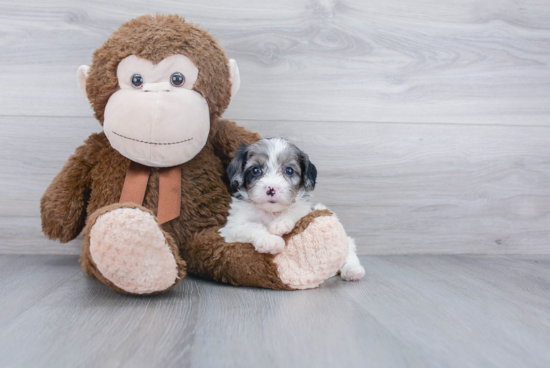 Fluffy Cavapoo Poodle Mix Pup