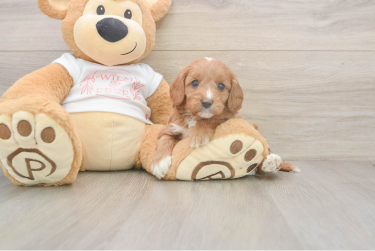 Small Cavapoo Baby