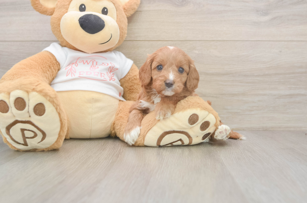 5 week old Cavapoo Puppy For Sale - Premier Pups