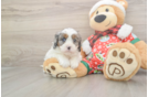 Cavapoo Pup Being Cute