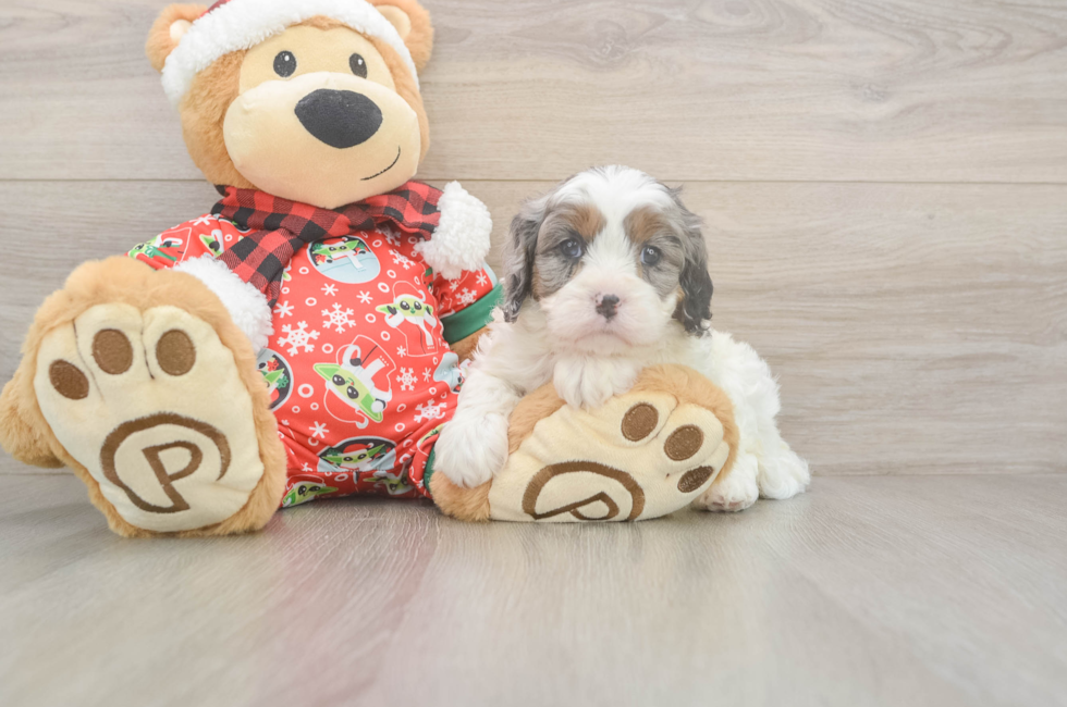 5 week old Cavapoo Puppy For Sale - Premier Pups