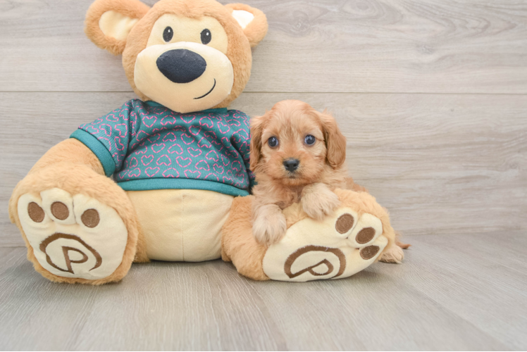 Cute Cavapoo Baby