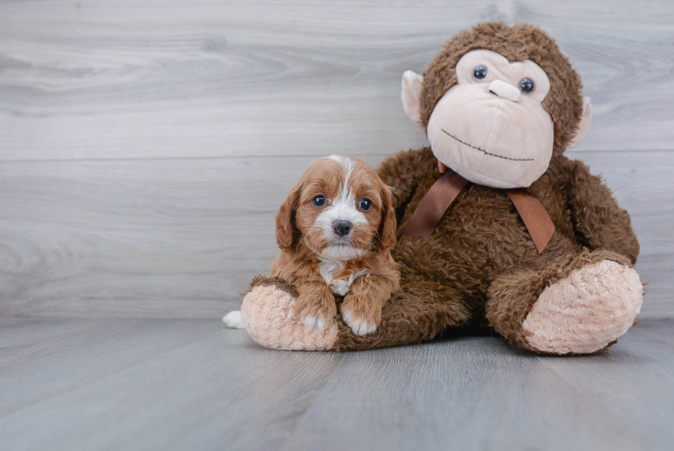 Adorable Cavoodle Poodle Mix Puppy