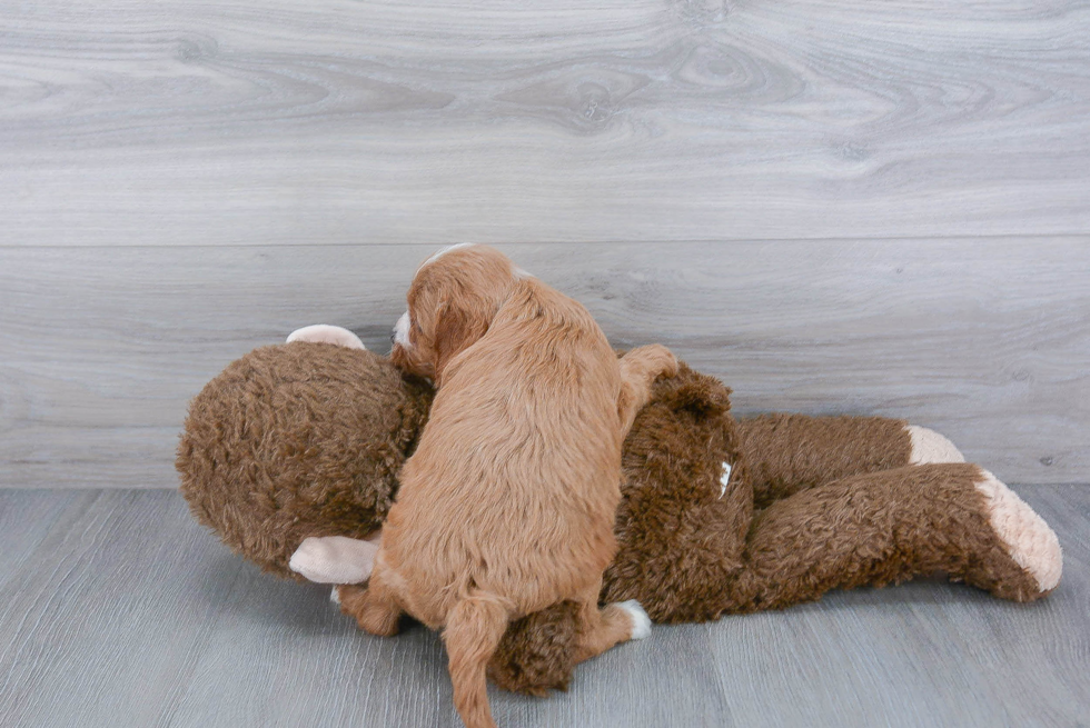 Popular Cavapoo Poodle Mix Pup