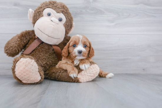 Cavapoo Pup Being Cute