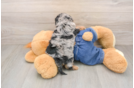 Best Cavapoo Baby