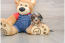 Sweet Cavapoo Baby