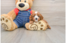 Cavapoo Puppy for Adoption