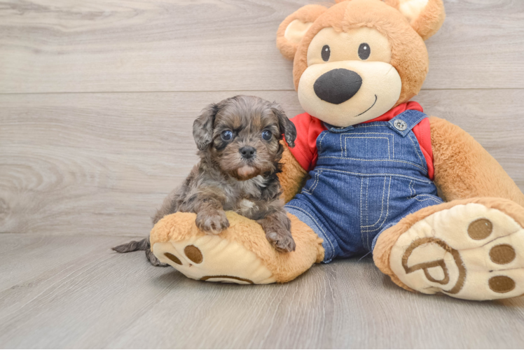 Energetic Cavoodle Poodle Mix Puppy