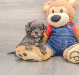 7 week old Cavapoo Puppy For Sale - Premier Pups