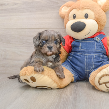 Energetic Cavoodle Poodle Mix Puppy
