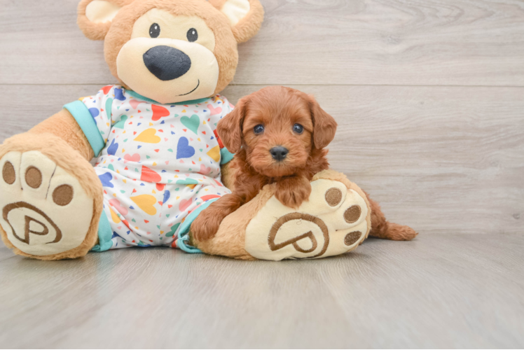 Small Cavapoo Baby