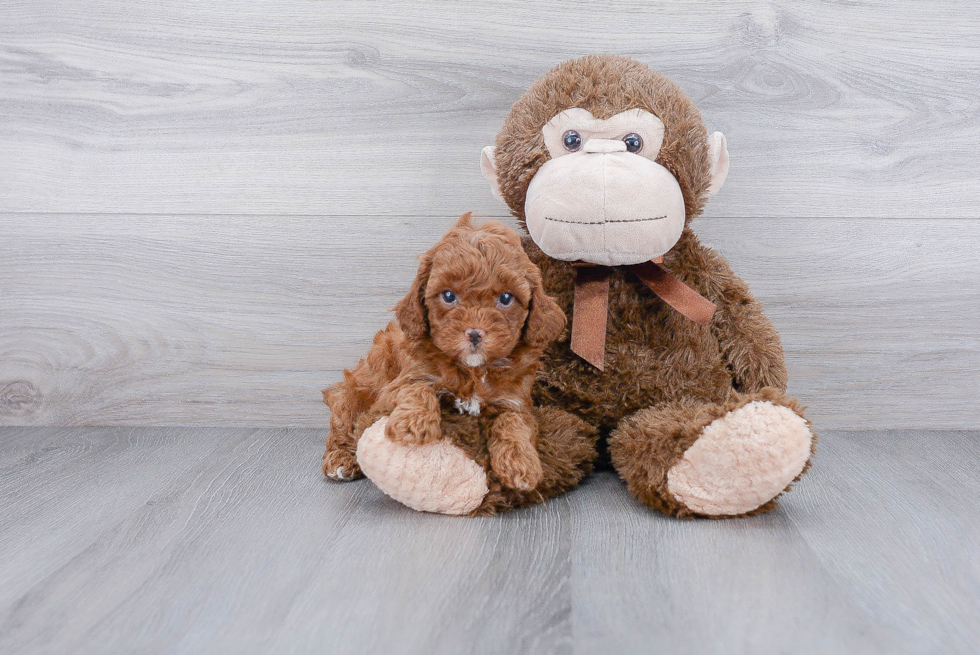 Cavapoo Pup Being Cute