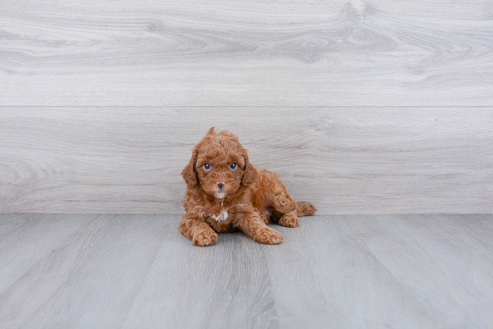 Cavapoo Puppy for Adoption