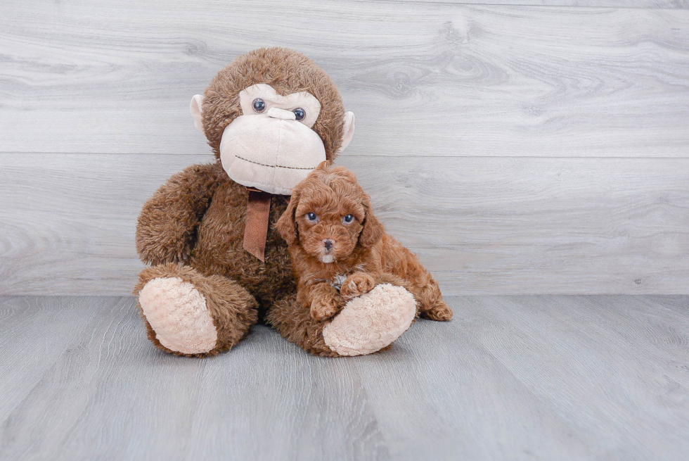 Friendly Cavapoo Baby