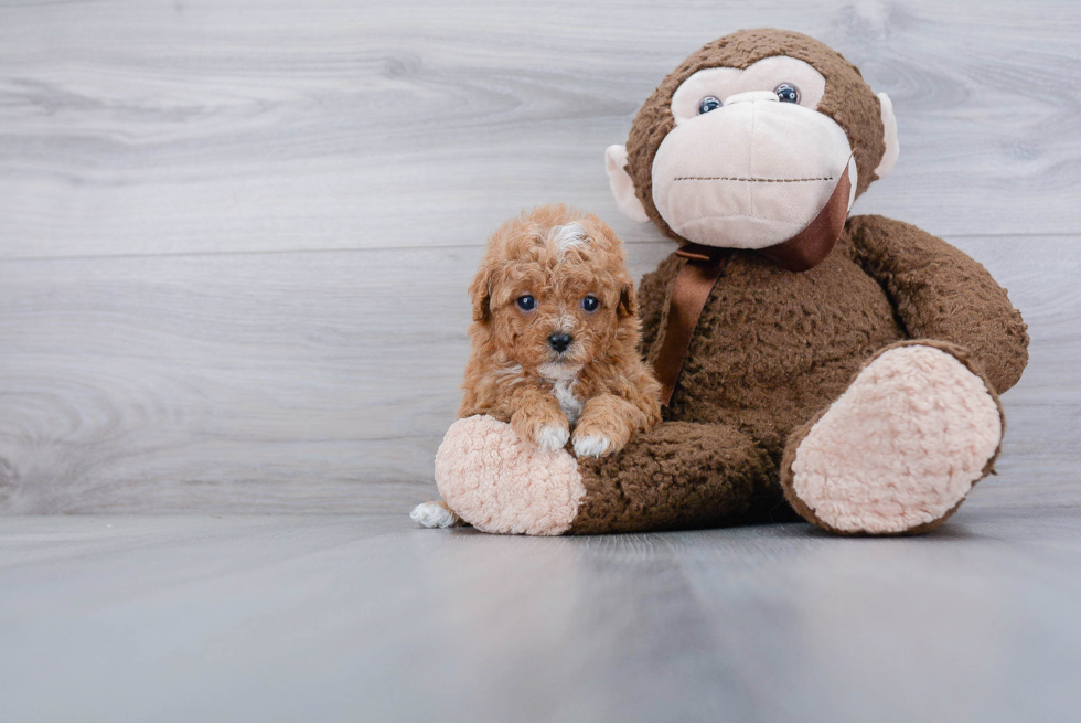 Sweet Cavapoo Baby