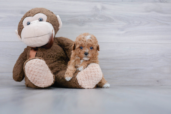 Cavapoo Puppy for Adoption