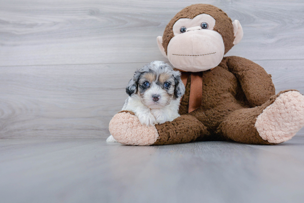 Small Cavapoo Baby