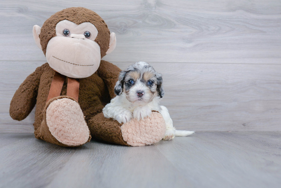 Playful Cavoodle Poodle Mix Puppy