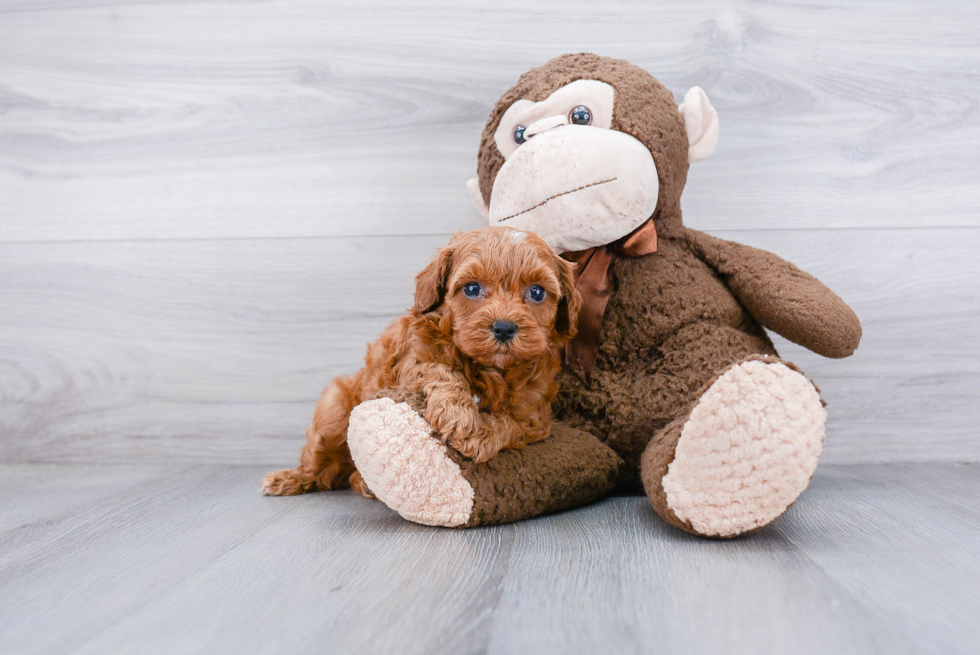 Fluffy Cavapoo Poodle Mix Pup