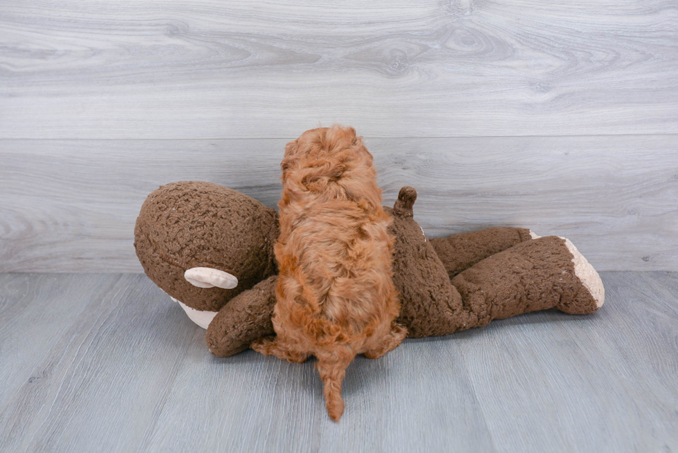 Adorable Cavoodle Poodle Mix Puppy