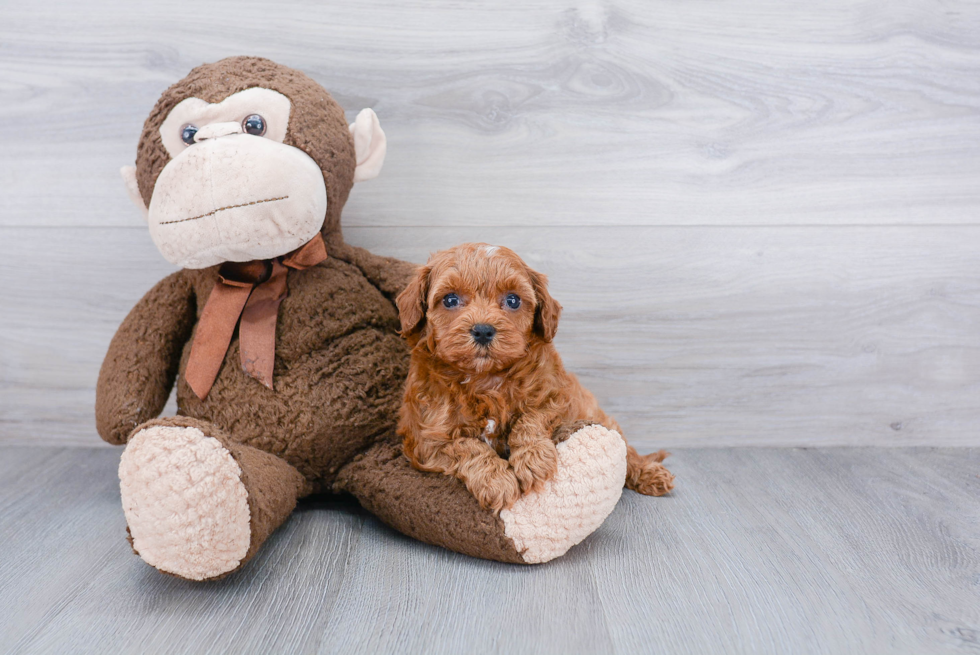 Best Cavapoo Baby