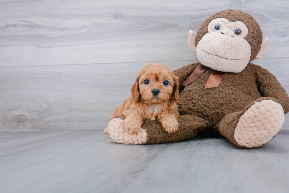 Cavapoo Puppy for Adoption