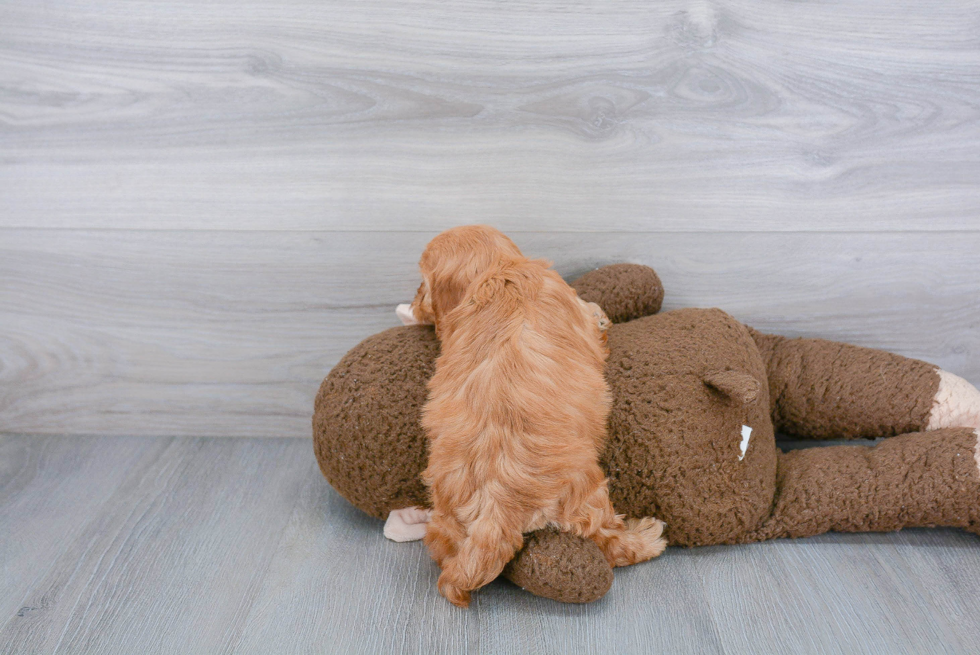 Best Cavapoo Baby