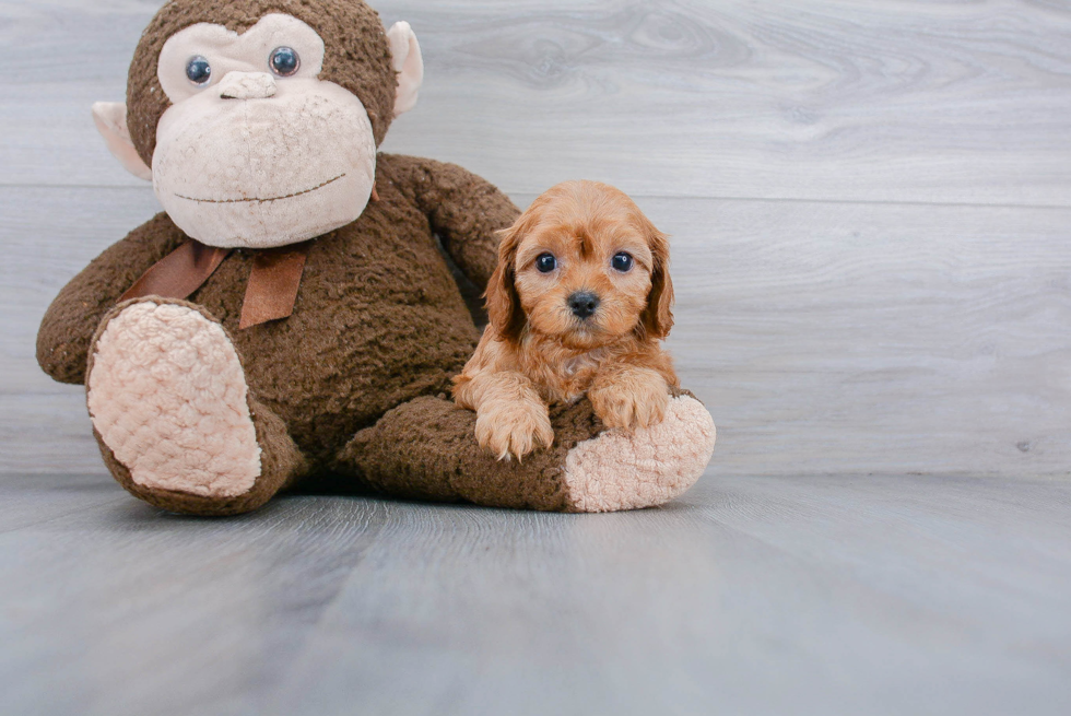 Best Cavapoo Baby