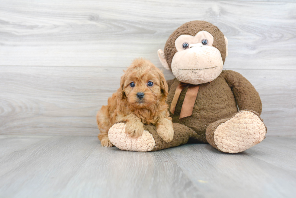 Small Cavapoo Baby