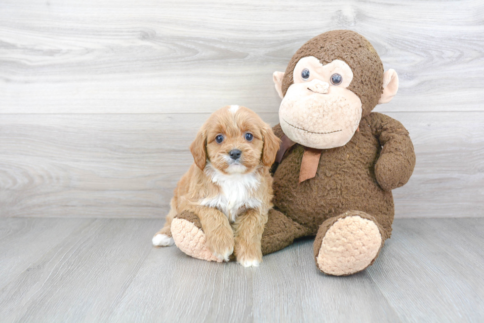 Popular Cavapoo Poodle Mix Pup