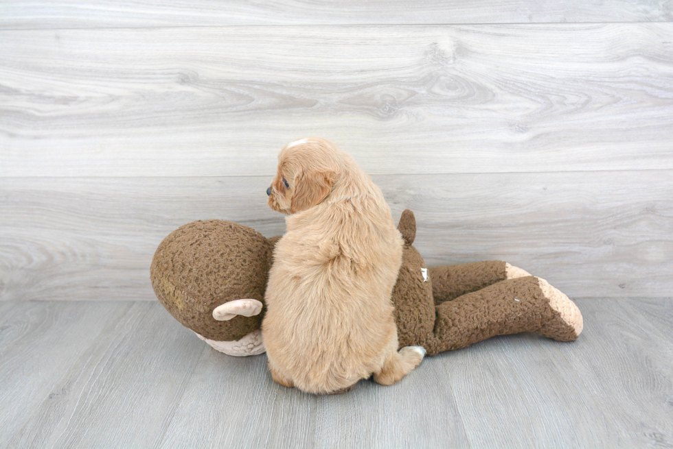 Smart Cavapoo Poodle Mix Pup