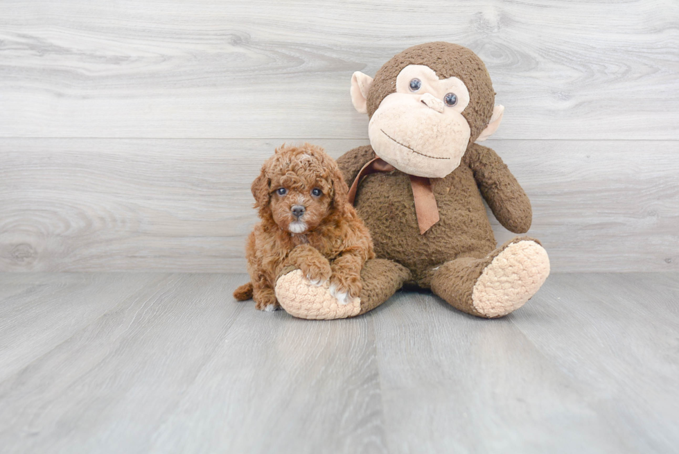 Cute Cavapoo Baby