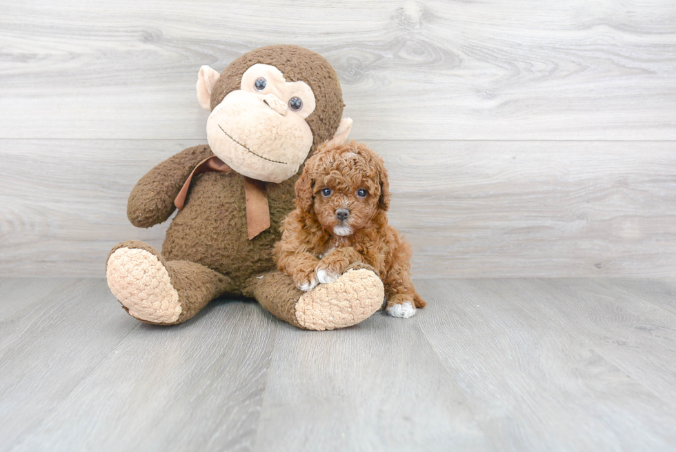 Cavapoo Puppy for Adoption