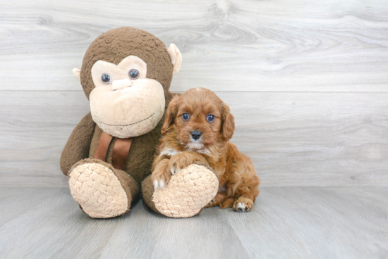 Fluffy Cavapoo Poodle Mix Pup