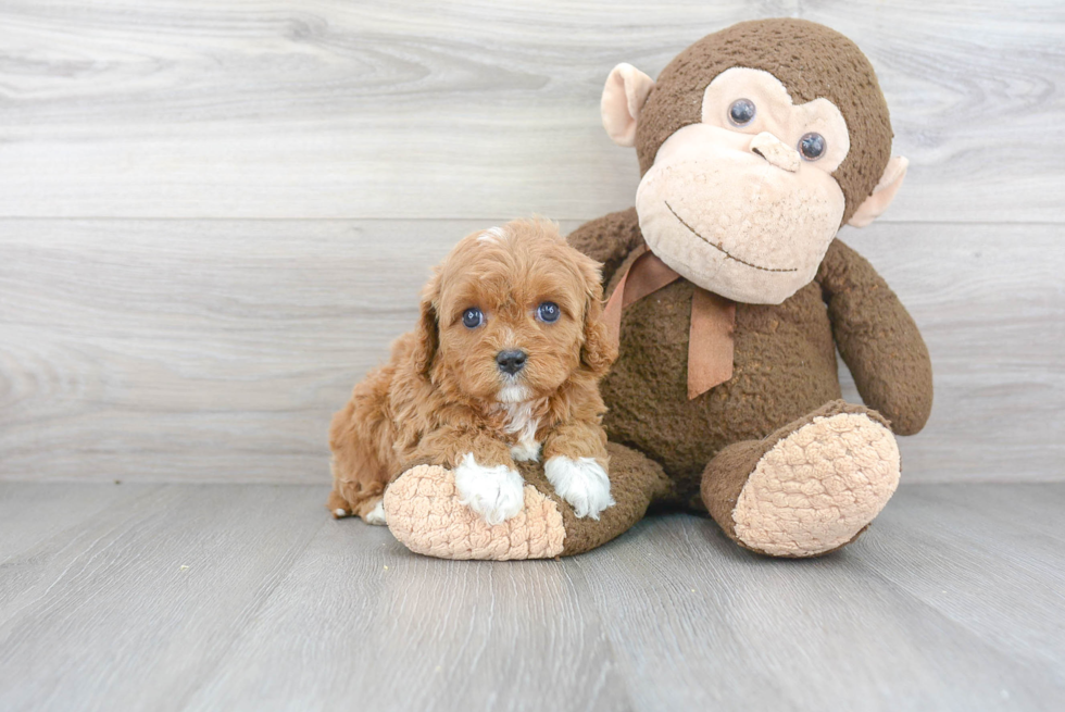 Best Cavapoo Baby