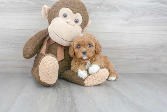 Energetic Cavoodle Poodle Mix Puppy