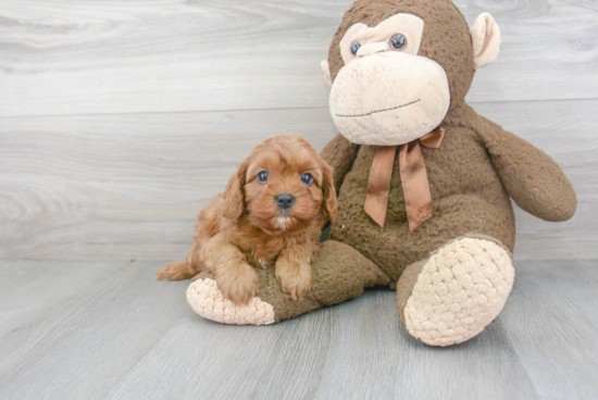 Cute Cavapoo Baby